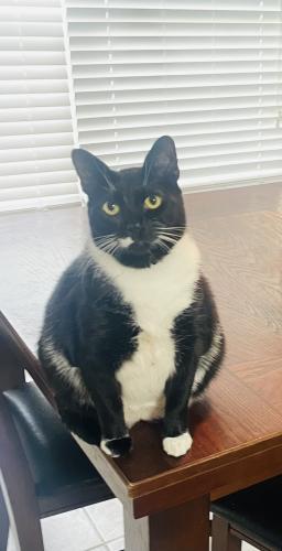 Lost Female Cat last seen Edgebrook and Intervale st, Houston, TX 77075