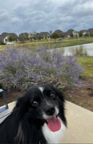 Lost Male Dog last seen Near shortgrass ln , Frisco, TX 75033