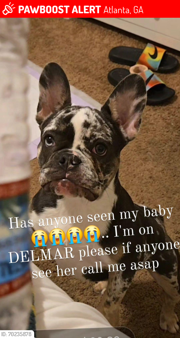 Lost Female Dog last seen Near DELMAR LANE , Atlanta, GA 30311