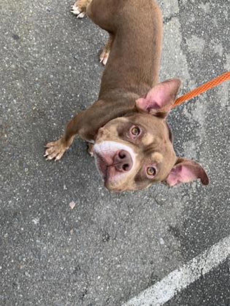 Shelter Stray Male Dog last seen Seattle, WA , Seattle, WA 98119