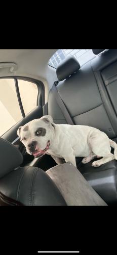 Lost Male Dog last seen 67th street and 27th ave, Miami, FL 33147