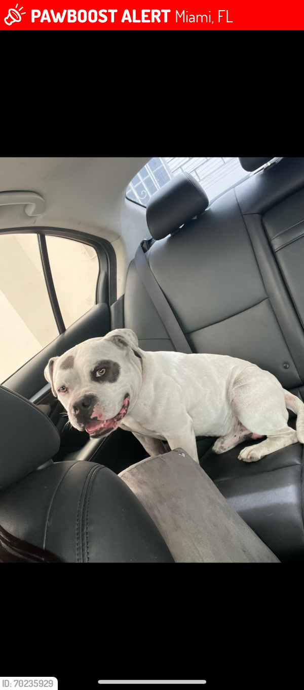 Lost Male Dog last seen 67th street and 27th ave, Miami, FL 33147