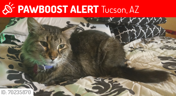Lost Male Cat last seen Indian Ridge ests, Tucson, AZ 85715