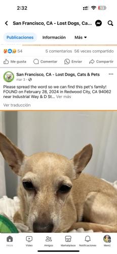 Lost Female Dog last seen Near c st , Redwood City, CA 94062