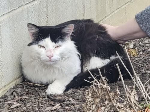 Lost Male Cat last seen Roberts Rd and Old Roberts Rd, Columbus, OH 43228