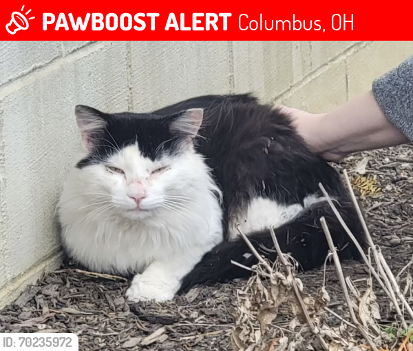 Lost Male Cat last seen Roberts Rd and Old Roberts Rd, Columbus, OH 43228