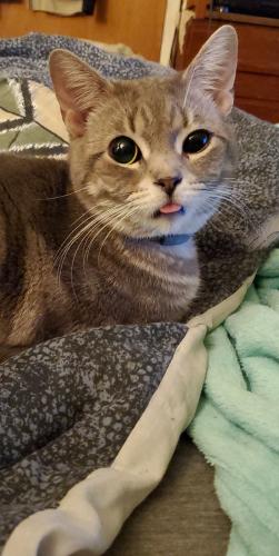 Lost Male Cat last seen Harder Rd and Franklin Ave, Hayward, CA 94544