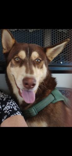 Lost Male Dog last seen Eleventh Ave or balsam Ave , Hesperia, CA 92345