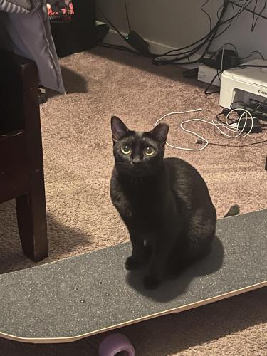 Lost Female Cat last seen Pleasant hill road- south John young parkway 34741 Kissimmee, fl, Kissimmee, FL 34741