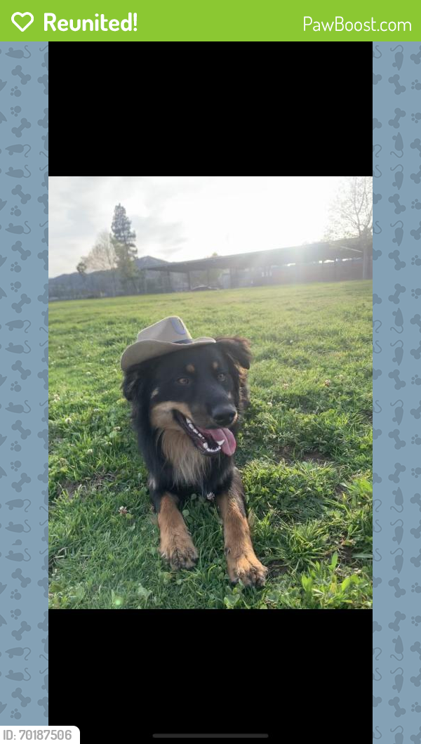 Reunited Male Dog last seen Mission lane, Riverside, CA 92509