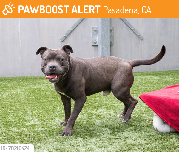 Shelter Stray Male Dog last seen Near BLOCK N FAIR OAKS AVE, Pasadena, CA 91105