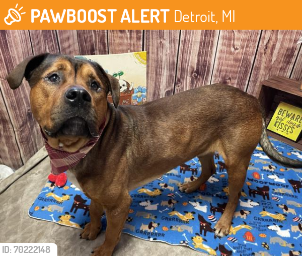 Shelter Stray Male Dog last seen Near BLOCK BURGESS ST, DETROIT, MI 48223, Detroit, MI 48211