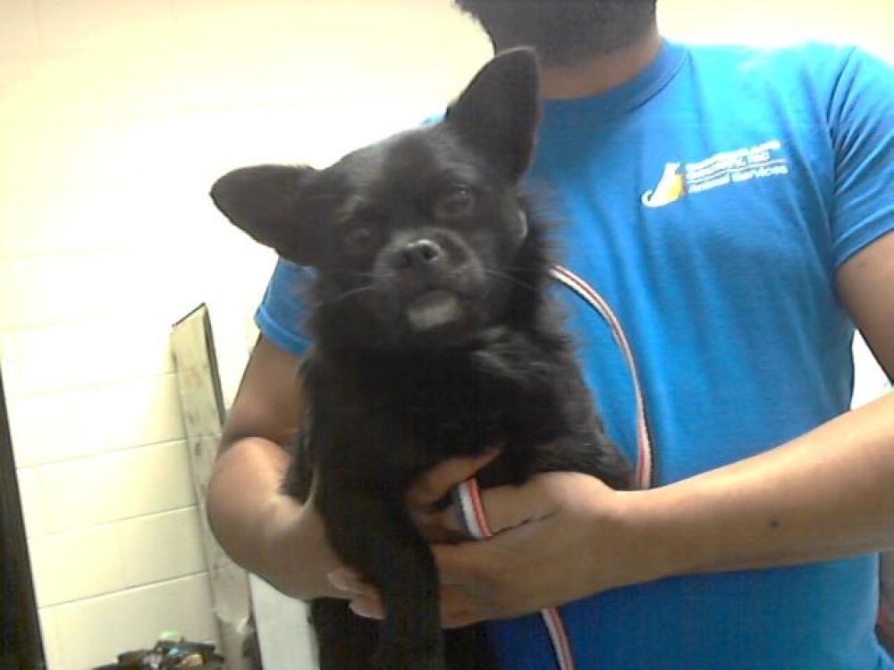 Shelter Stray Male Dog last seen Near BLOCK PLAYER CIR, HOPE MILLS NC 28348, Fayetteville, NC 28306