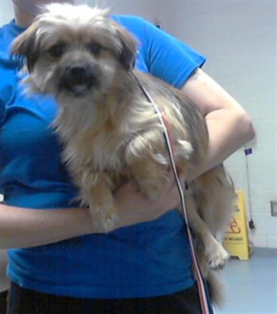 Shelter Stray Male Dog last seen Near BLOCK PLAYER CIR, HOPE MILLS NC 28348, Fayetteville, NC 28306