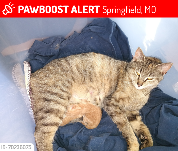 Lost Female Cat last seen S Farm Rd 135 / Golden & Inman - S.Springfield, Springfield, MO 65806