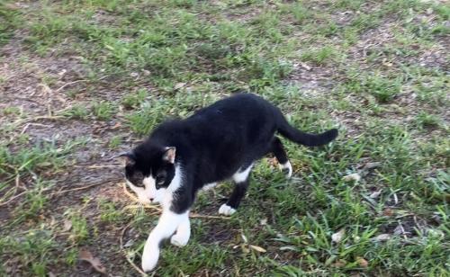 Lost Male Cat last seen Sunrise Blvd and Susanna Blvd , Orlando, FL 32803