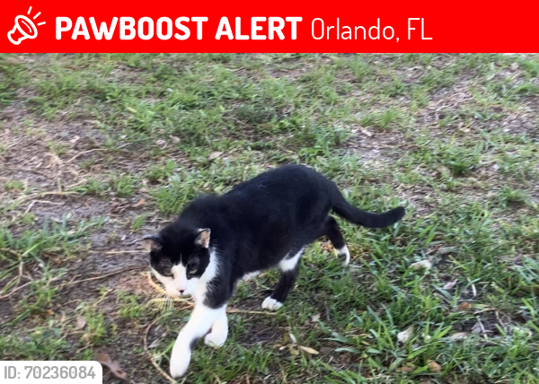 Lost Male Cat last seen Sunrise Blvd and Susanna Blvd , Orlando, FL 32803