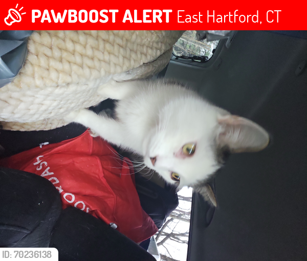 Lost Male Cat last seen Hillside st east hartford , East Hartford, CT 06108