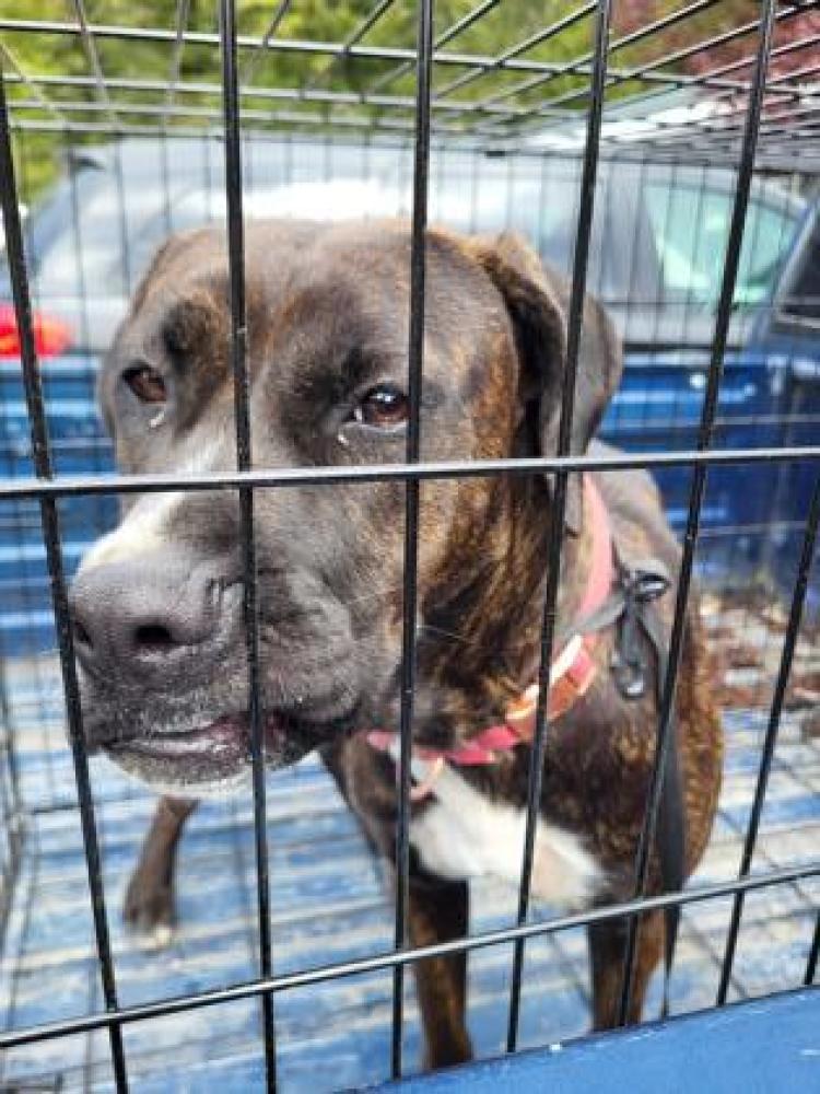 Shelter Stray Female Dog last seen Near Mann Rd. Mount Vernon, Skagit County, WA, Burlington, WA 98233