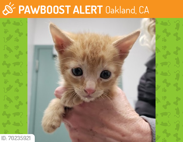 Shelter Stray Male Cat last seen , CA , Oakland, CA 94601