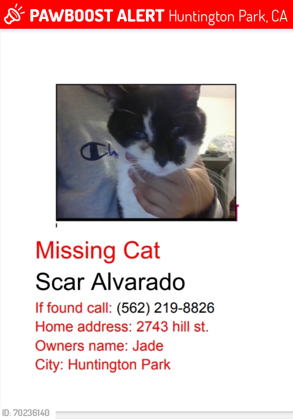 Lost Male Cat last seen SEVILLE AVE AND MOUNTAIN  VIEW, Huntington Park, CA 90255