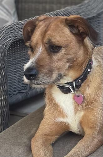 Lost Female Dog last seen Guajome Park Academy running towards Bobier, Vista, CA 92083