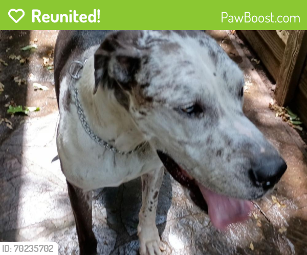 Reunited Unknown Dog last seen Near blackwood dr 76013, Arlington, TX 76013