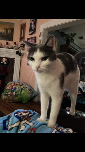 Lost Male Cat last seen Manatee Ave and 1st Ave W, Bradenton, FL 34205
