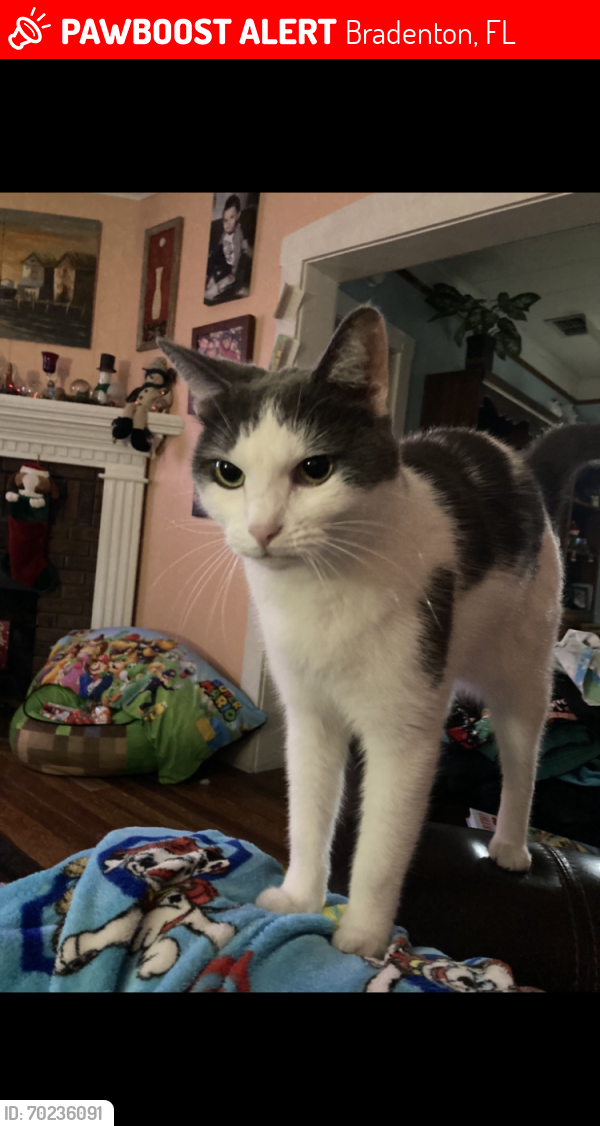 Lost Male Cat last seen Manatee Ave and 1st Ave W, Bradenton, FL 34205