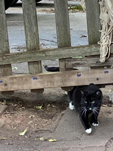 Lost Male Cat last seen Long hill rd, Andover, CT 06232