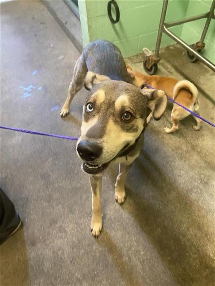 Shelter Stray Male Dog last seen ELEANOR AVE & ARCADE BLVD, Sacramento, CA 95818