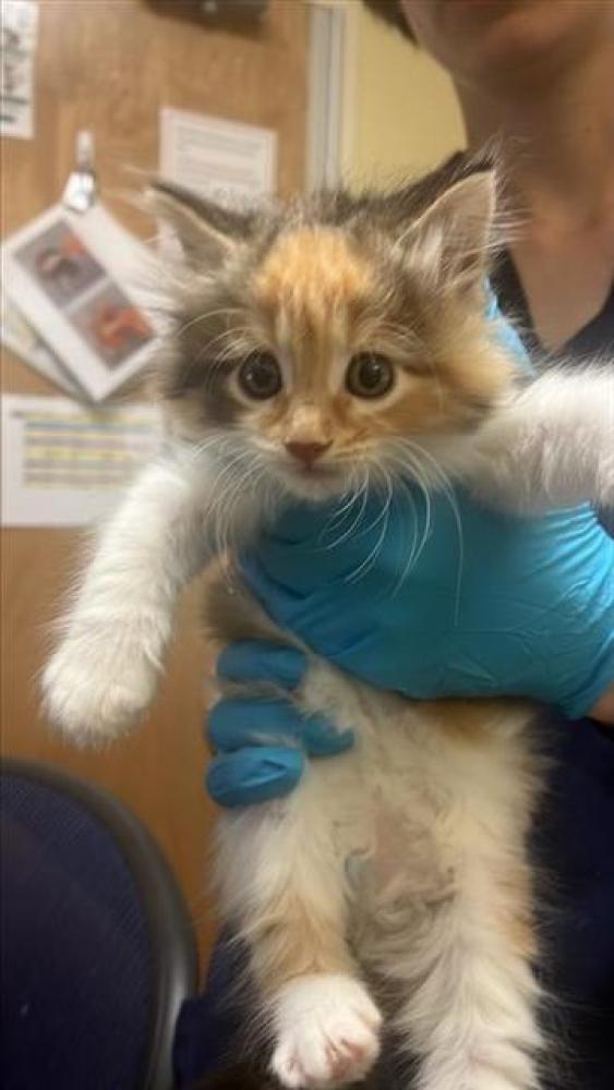 Shelter Stray Female Cat last seen FAIRFIELD ST & ELEANOR AVE, Sacramento, CA 95818