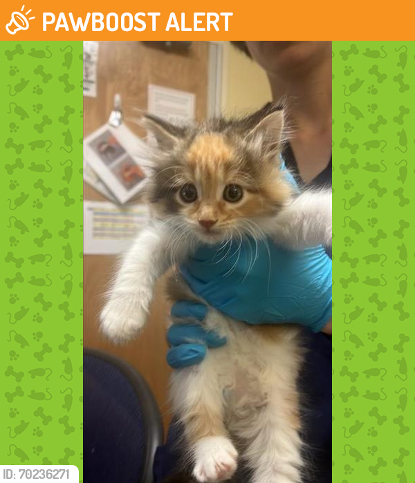Shelter Stray Female Cat last seen FAIRFIELD ST & ELEANOR AVE, Sacramento, CA 95818