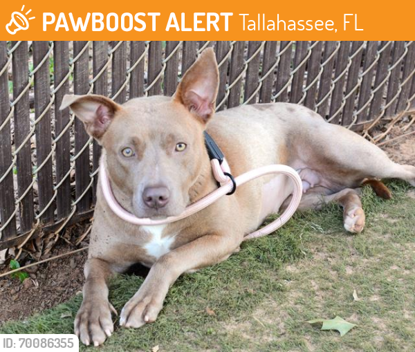 Shelter Stray Female Dog last seen Near BLOCK OLD BAINBRIDGE RD, TALLAHASSEE FL 32303, Tallahassee, FL 32311