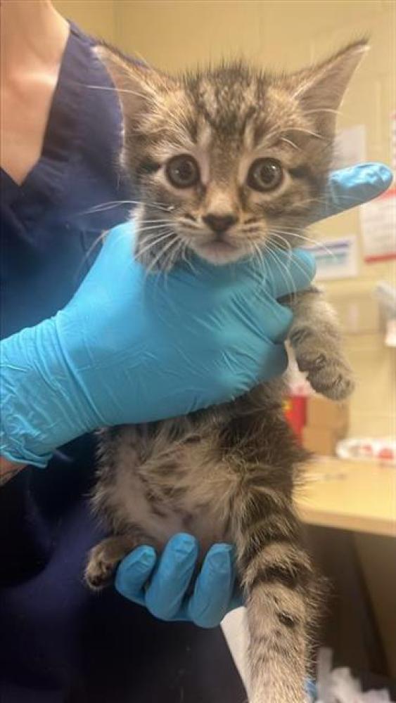 Shelter Stray Male Cat last seen FAIRFIELD ST & ELEANOR AVE, Sacramento, CA 95818