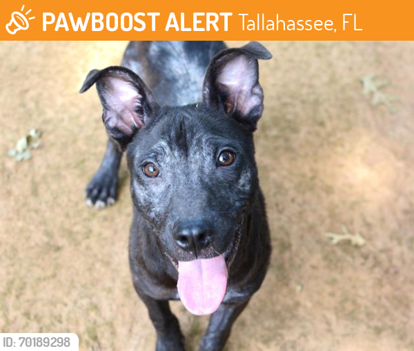 Shelter Stray Male Dog last seen Near BLOCK W TENNESSEE ST, TALLAHASSEE FL 32304, Tallahassee, FL 32311