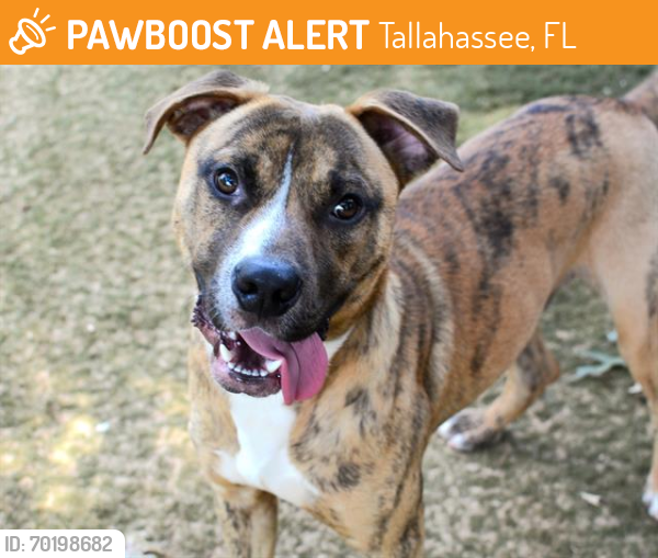 Shelter Stray Male Dog last seen W OCALA ST, TALLHASSEE FL 32303, Tallahassee, FL 32311