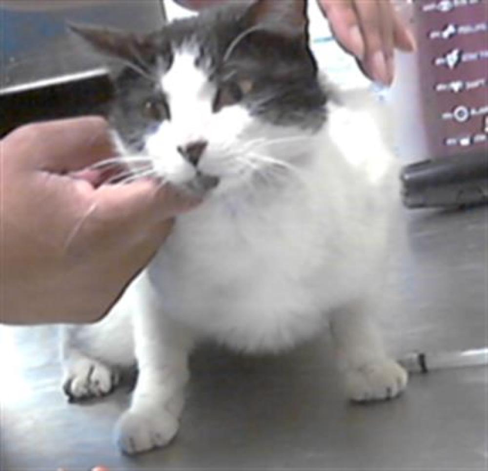 Shelter Stray Female Cat last seen Near BLOCK SHANNON WOODS WAY, HOPE MILLS NC 28348, Fayetteville, NC 28306