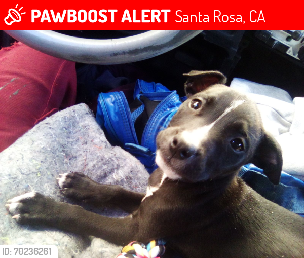 Lost Female Dog last seen Piner Car Wash  Santa Rosa CA, Santa Rosa, CA 95403