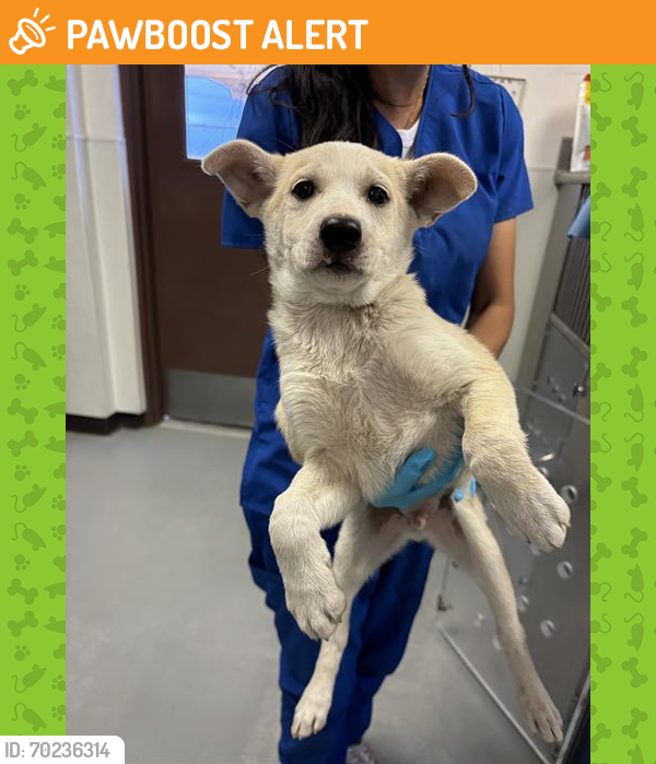 Shelter Stray Male Dog last seen E 8TH ST/S. TULARE ST,BAKERSFIELD,CA, Bakersfield, CA 93307