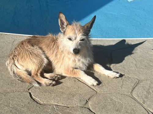 Lost Male Dog last seen Valencia middle school, Los Lunas, NM 87031