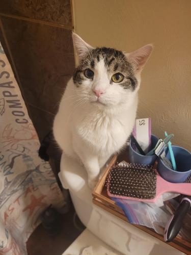 Lost Male Cat last seen Western Drive and Western Place, Colorado Springs, CO 80915