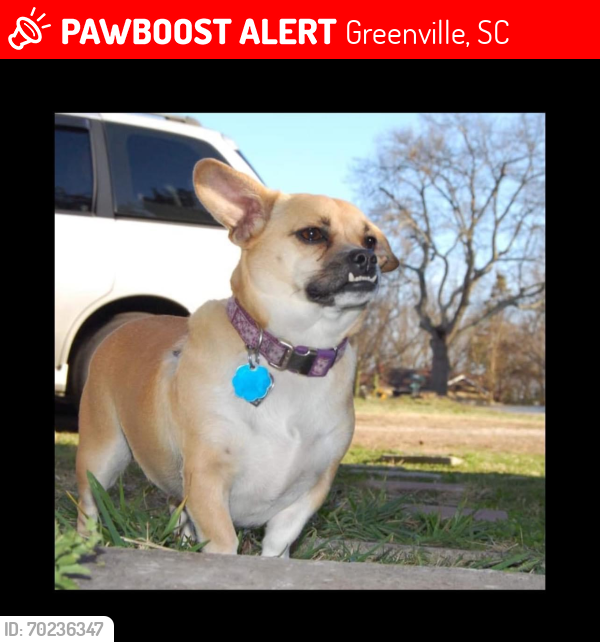 Lost Female Dog last seen Greenville Memorial hosp, Anderson RD, E Wilburn Ave, S Washington Ave, Hutchins ST, , Greenville, SC 29611