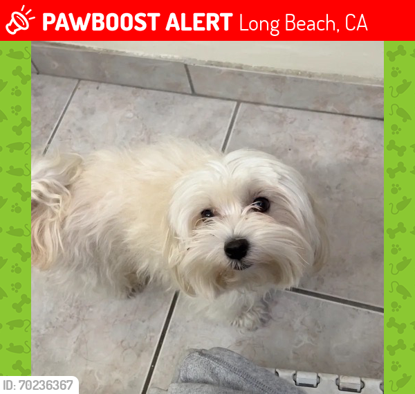 Lost Female Dog last seen Del amo blvd and oregon ave, Long Beach, CA 90831