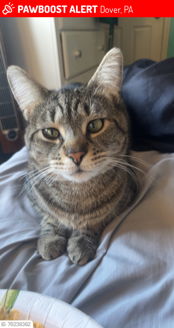 Lost Male Cat last seen milky way and solar off of Emig Mill road in Dover, PA, Dover, PA 17315