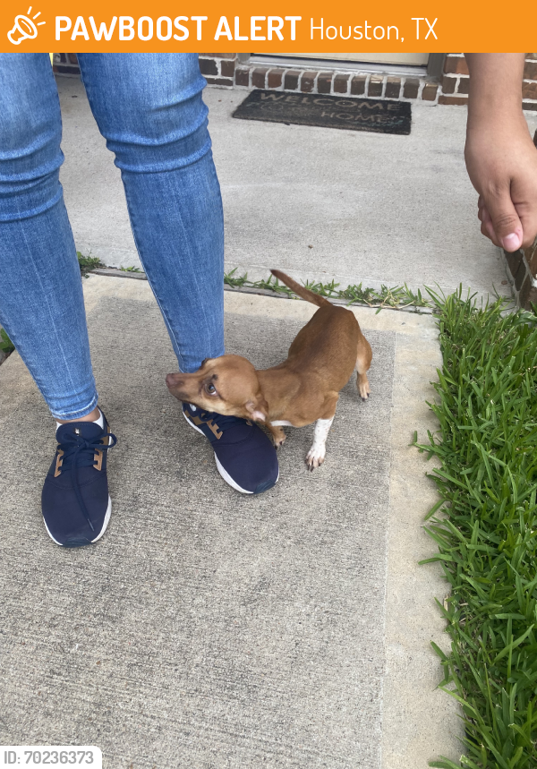 Found/Stray Female Dog last seen Meadow thistle ln, Houston, TX 77044