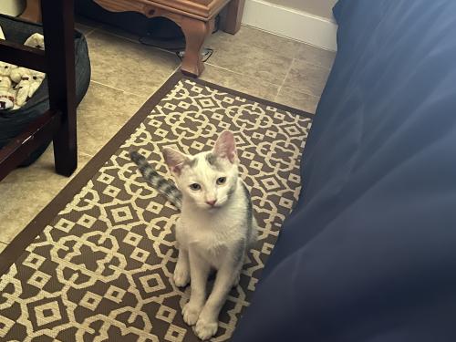 Lost Male Cat last seen 2nd st Norco , Norco, CA 92860