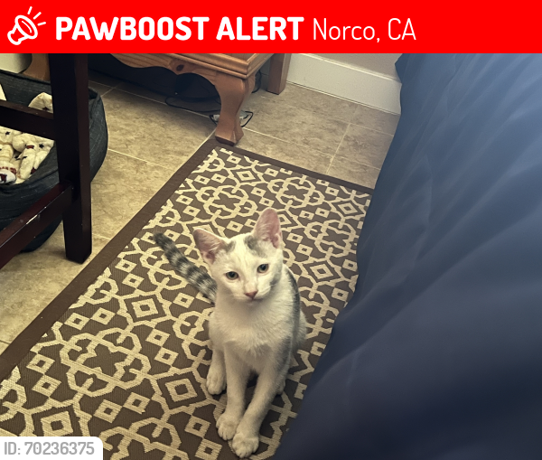 Lost Male Cat last seen 2nd st Norco , Norco, CA 92860