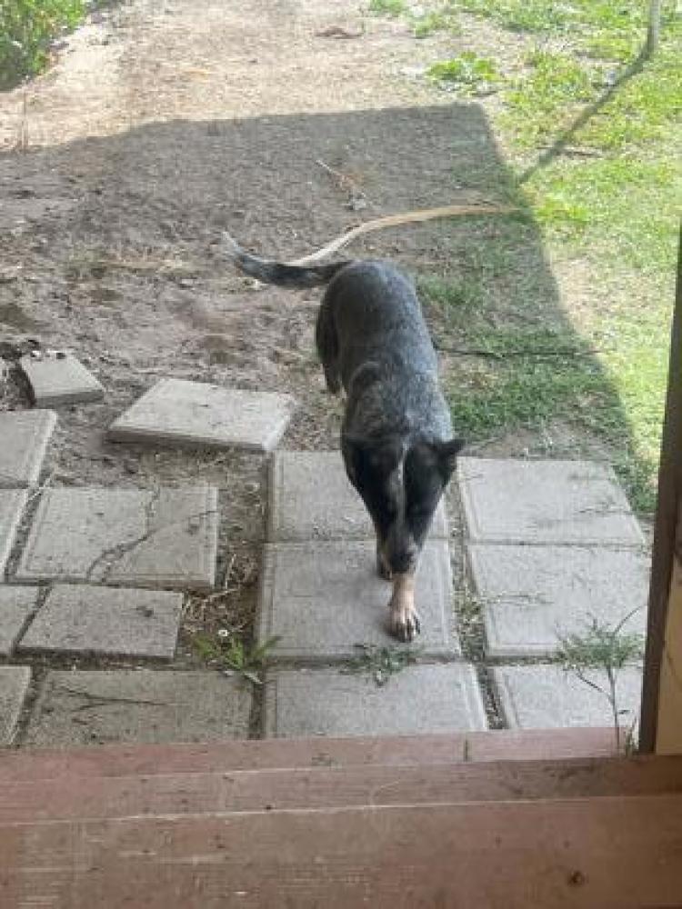 Shelter Stray Female Dog last seen Valeria Avenue, Dos Palos, Dos Palos Zone Fresno CO 1A 93620, CA, Fresno, CA 93706