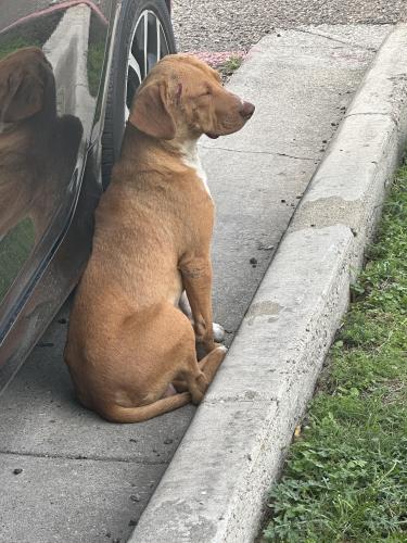 Found/Stray Male Dog last seen Near Ash St, Brownsville, TX 78521